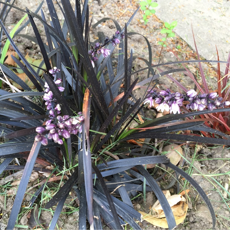 Black Mondo Grass 'Nigrescens'