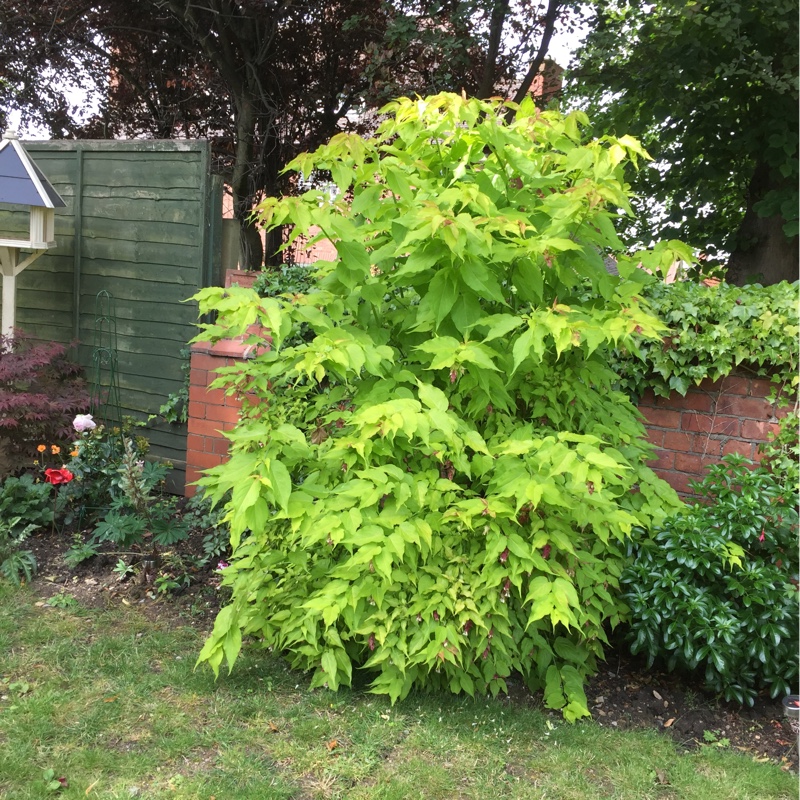 Himalayan Honeysuckle