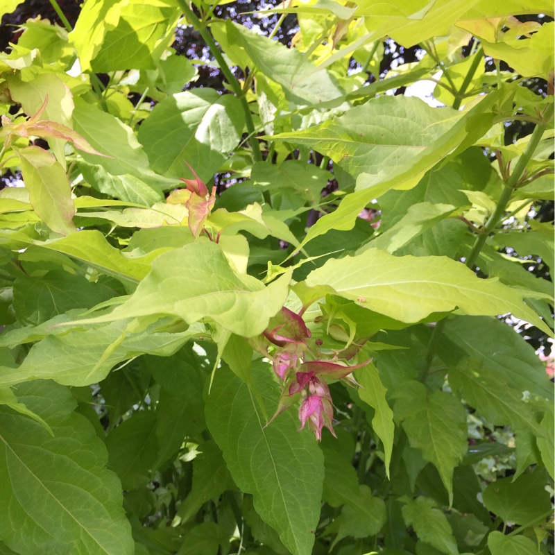 Himalayan Honeysuckle