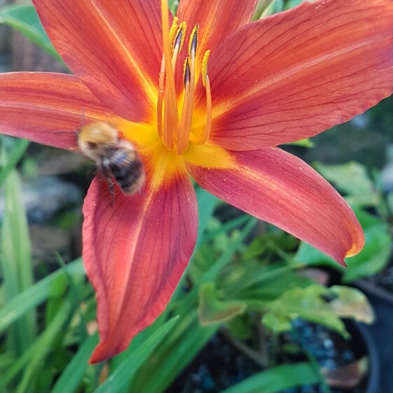 Plant image Hemerocallis 'Catherine Woodbery'