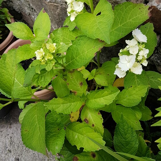 Hydrangea arborescens 'Annabelle'