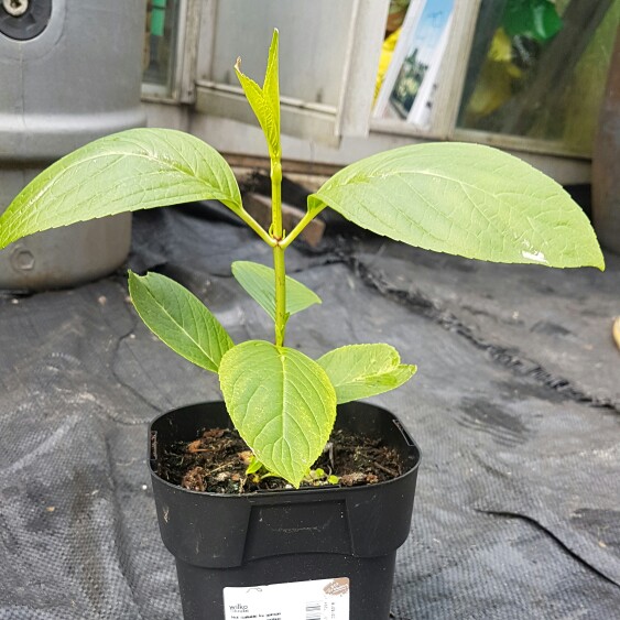 Plant image Hydrangea macrophylla 'Maculata'