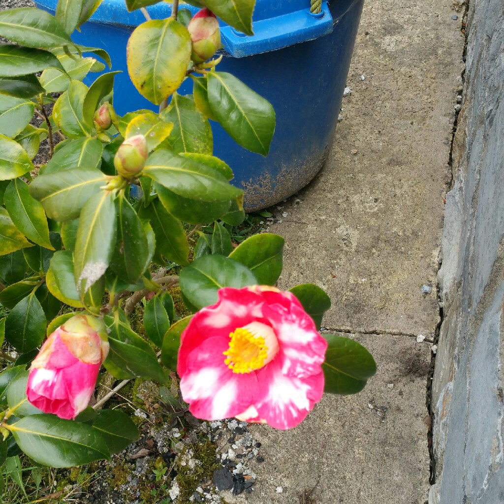 Plant image Camellia japonica 'Betty Foy Sanders'