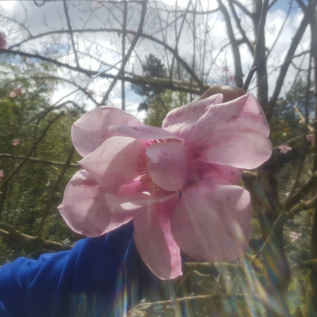 Plant image Magnolia campbellii