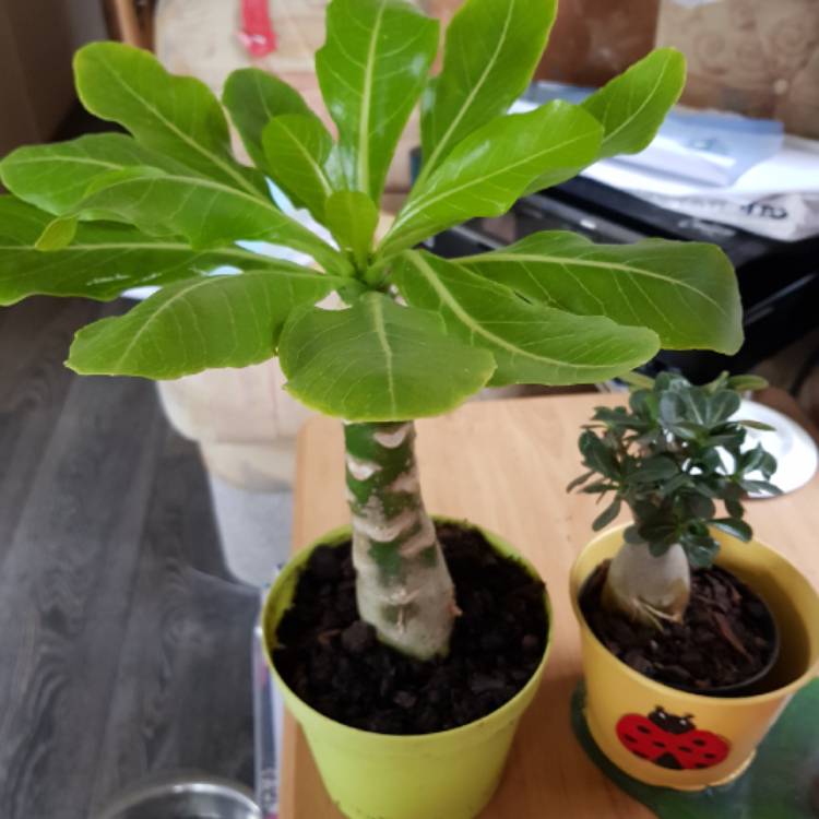 Plant image Brighamia insignis