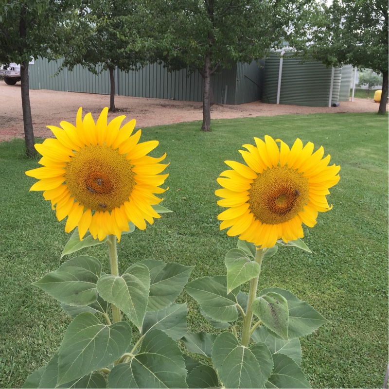 Helianthus annuus