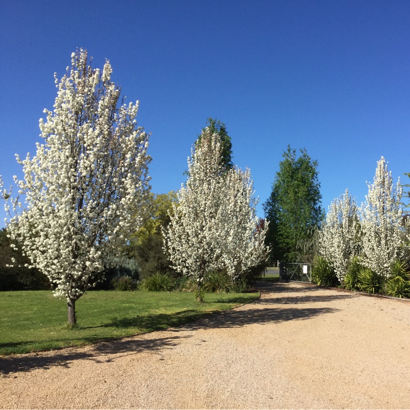 Susanne's garden