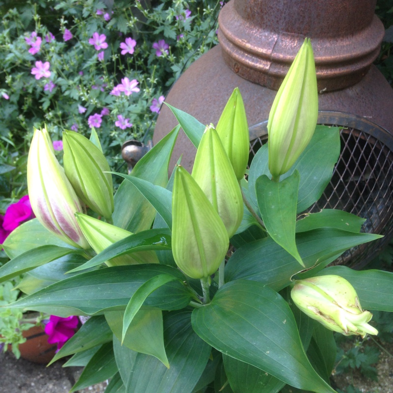 Lilium 'Entertainer'