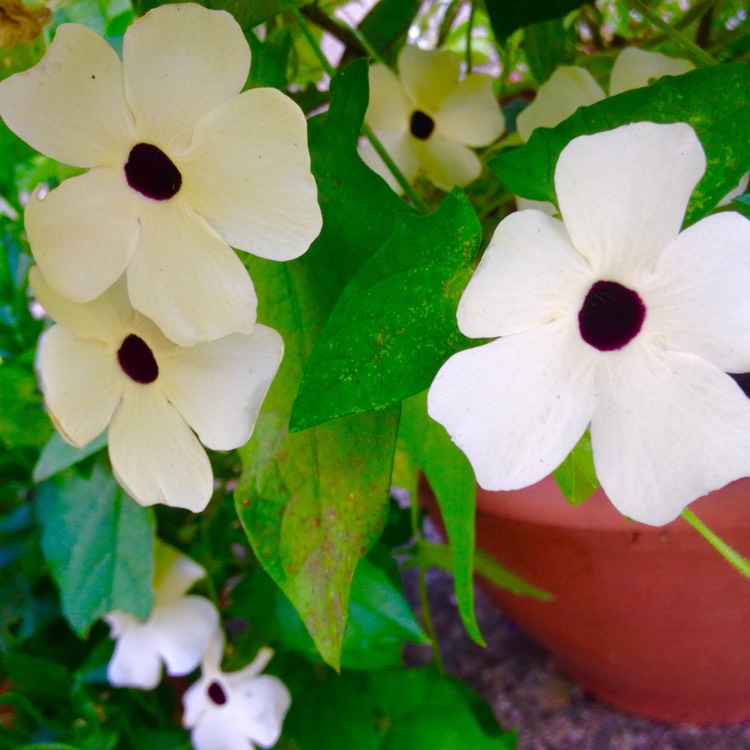 Plant image Thunbergia alata 'White-Eyed Susan'