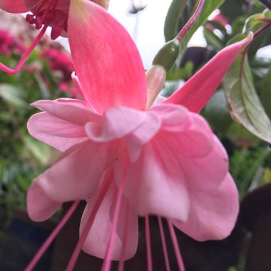 Fuchsia (Half-Hardy)