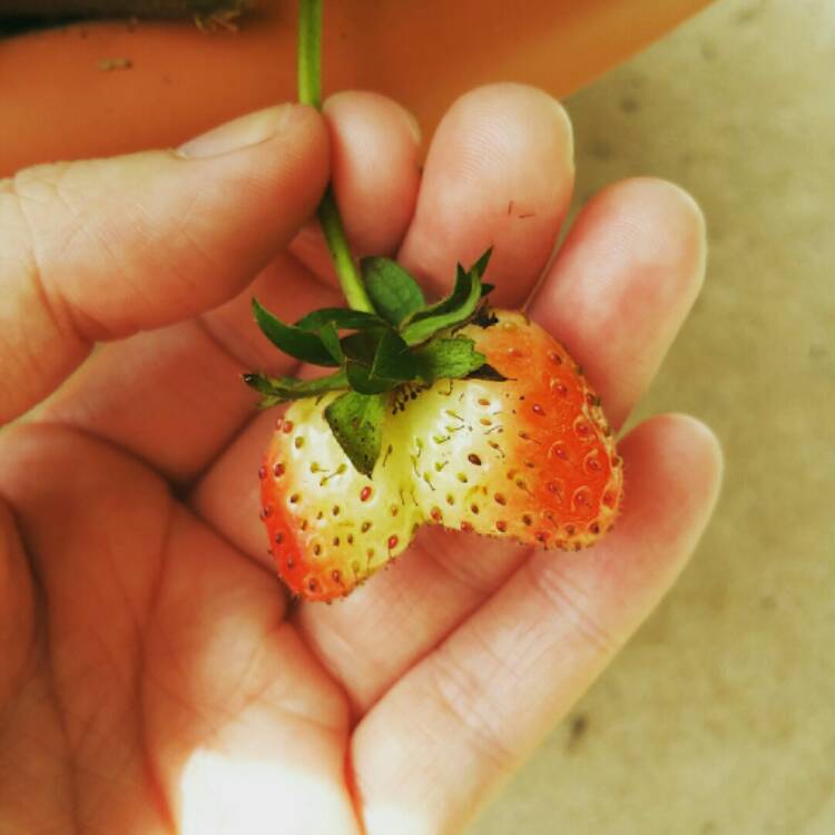 Plant image Fragaria x ananassa 'Tarpan' (Fragoo Series) syn. Fragaria x ananassa 'Fragoo Deep Rose'