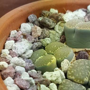 Lithops Salicola