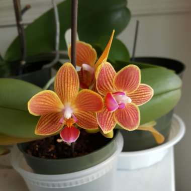 Phalaenopsis amabilis (Miniature)