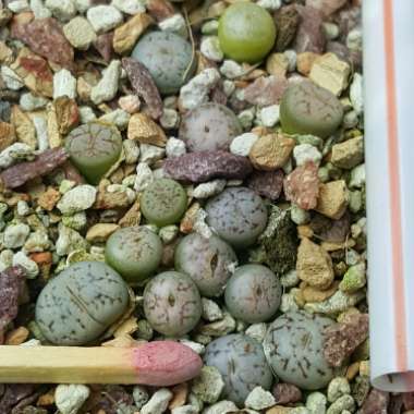 Lithops