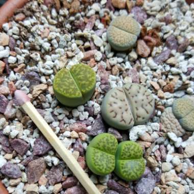 Lithops Bromfieldii var. Sulphurea C362