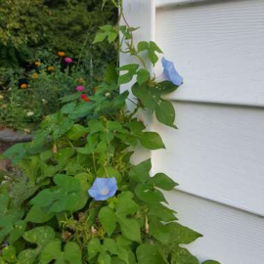 Ipomoea Hederacea