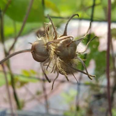 Ipomoea Hederacea