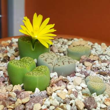 Lithops Bromfieldii var. Sulphurea C362