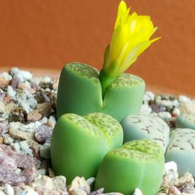 Lithops Bromfieldii var. Sulphurea C362