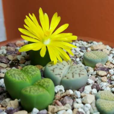 Lithops Bromfieldii var. Sulphurea C362