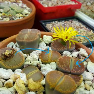 Lithops Aucampiae