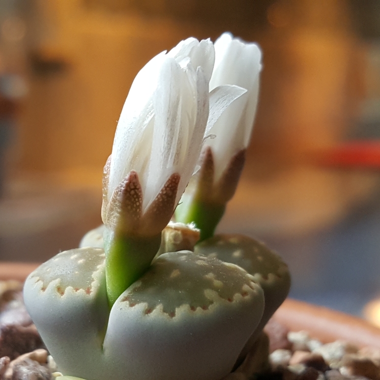 Plant image Lithops Salicola