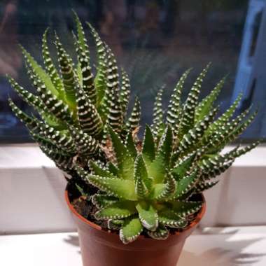 Haworthiopsis Reinwardtii