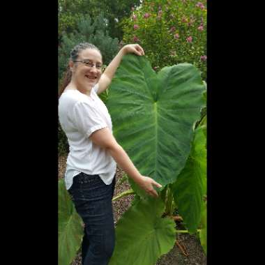 Colocasia esculenta  syn. Colocasia antiquorum