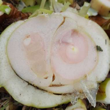 Colocasia esculenta  syn. Colocasia antiquorum