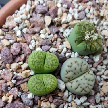 Lithops Bromfieldii var. Sulphurea C362