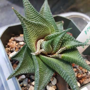 Haworthiopsis limifolia syn. Haworthia limifolia