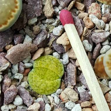 Lithops Fulviceps v. Fulviceps Aurea