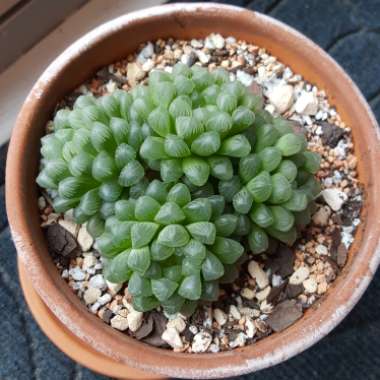 Haworthia Cooperi