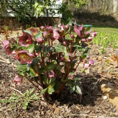 Helleborus 'Abcrd01' (Frostkiss Series) syn. Helleborus (Rodney Davey Marbled Group) 'Penny's Pink'