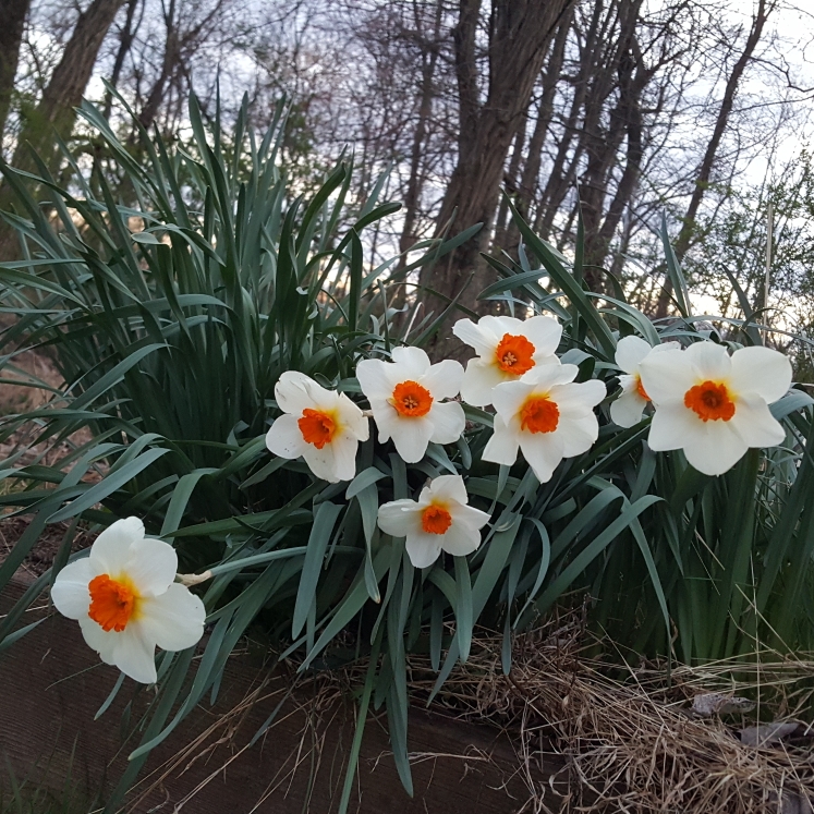 Plant image Narcissus 'Professor Einstein'