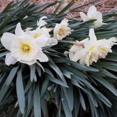 Narcissus 'Ice Follies'