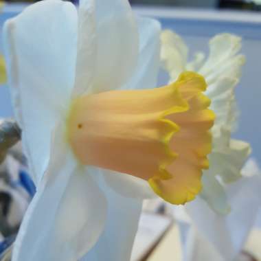 Narcissus