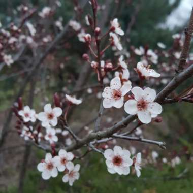 Prunus cerasifera 'Atropurpurea'