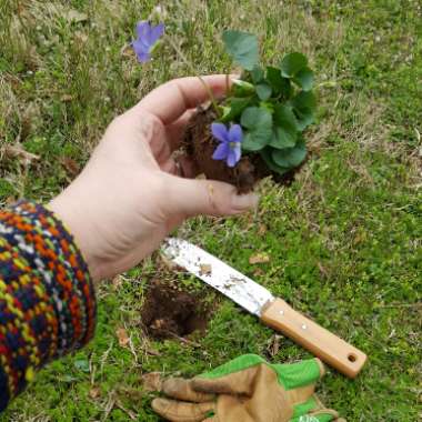 Viola odorata