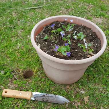 Viola odorata