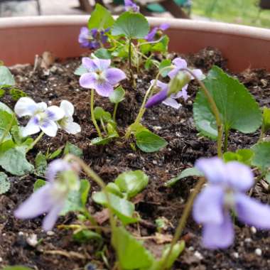 Viola odorata