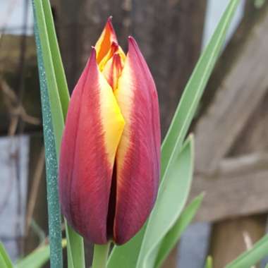 Tulipa