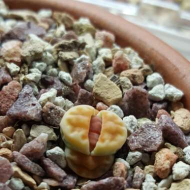 Lithops Karasmontana Top Red