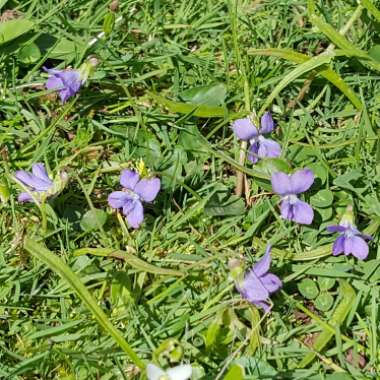 Viola odorata