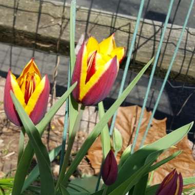 Tulipa