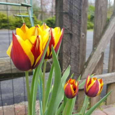 Tulipa