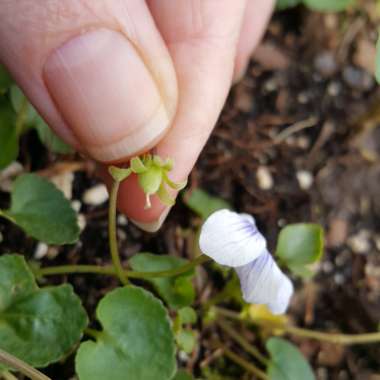 Viola odorata