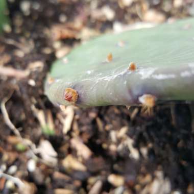 Opuntia humifusa