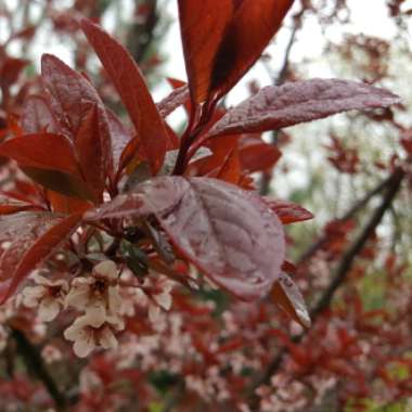 Prunus cerasifera 'Atropurpurea'