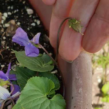 Viola odorata